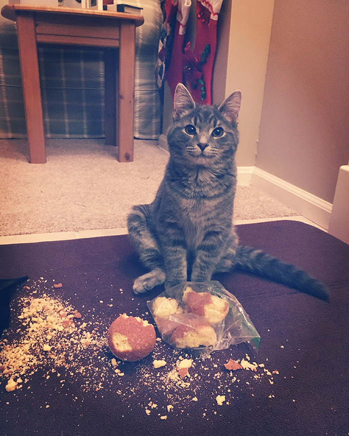 pet cat caught stealing food from table