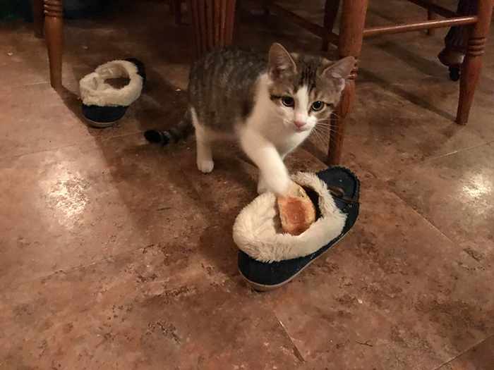 pet cat caught stealing food then sticking it inside owner's shoe