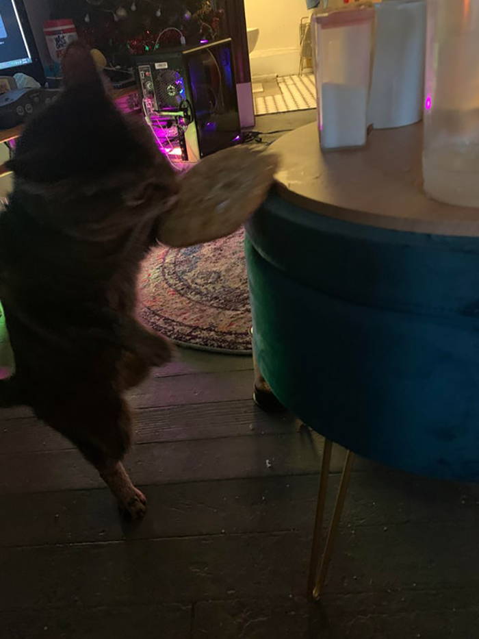 pet cat photographed stealing food from table