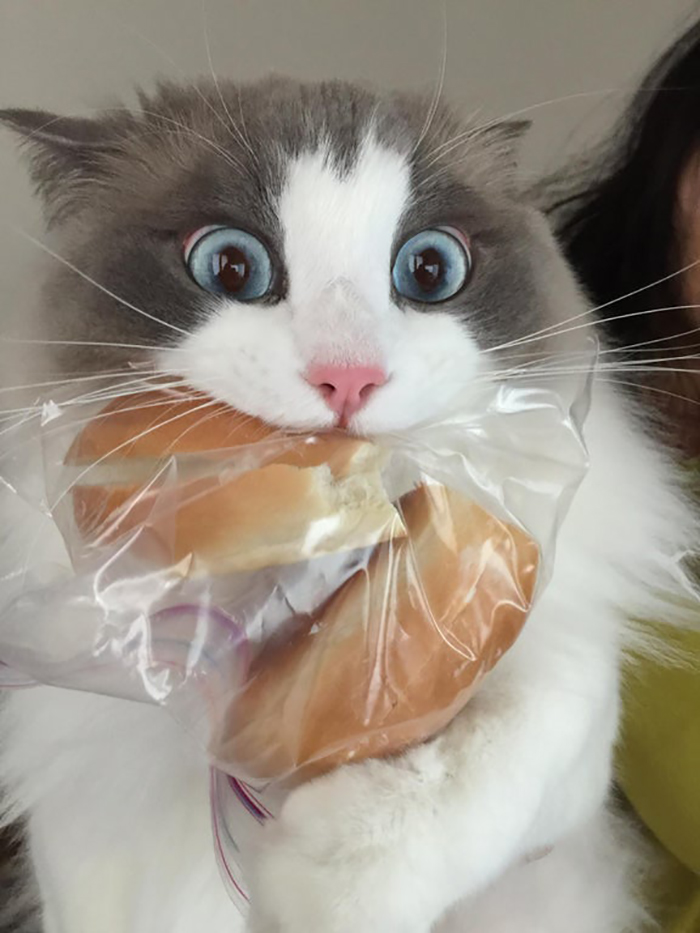 pet cat photographed stealing food