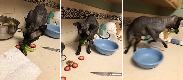 pet cat running off after stealing food from countertop