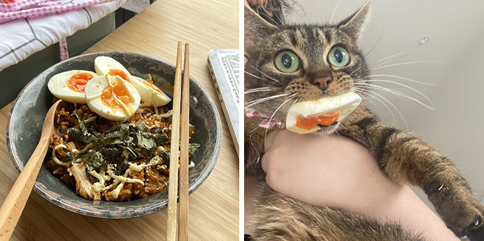 pet cat stealing egg from rice bowl