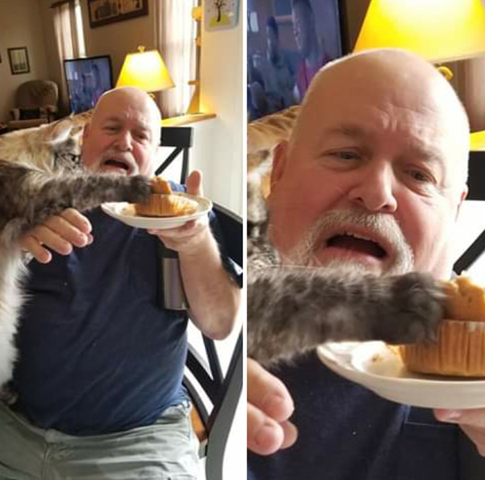 pet cat stealing food from owner's plate