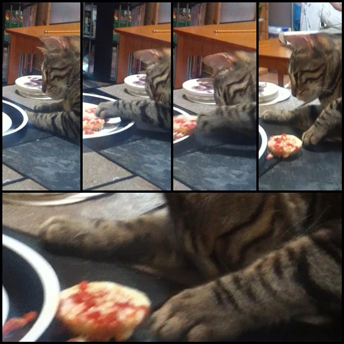 pet cat stealing food from table