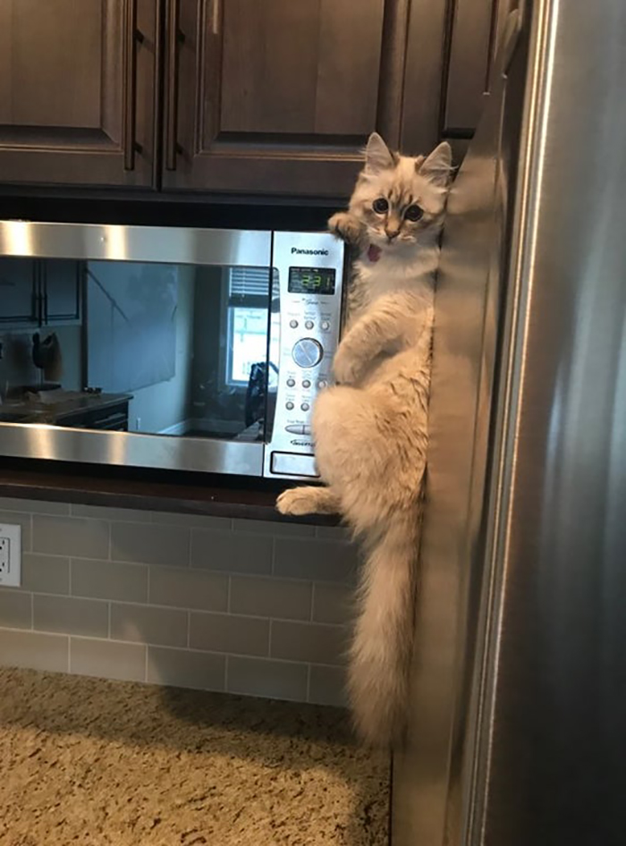 pet cat stealing food from the fridge