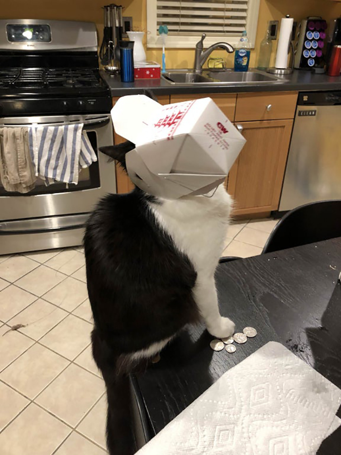 pet cat stealing leftover food from table