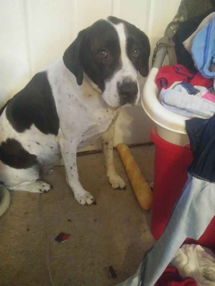 pet dog caught stealing a baguette