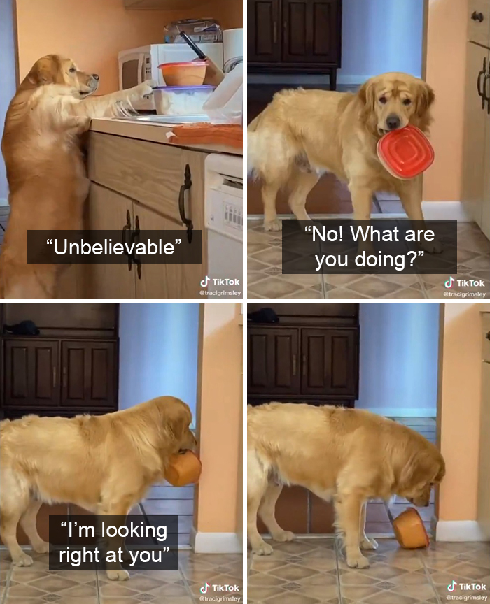pet dog caught stealing food from countertop