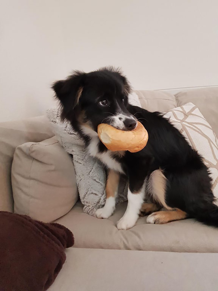 pet dog caught stealing owner's food