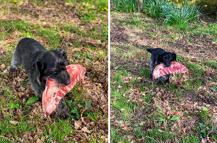 pet dog stealing food from neighbor