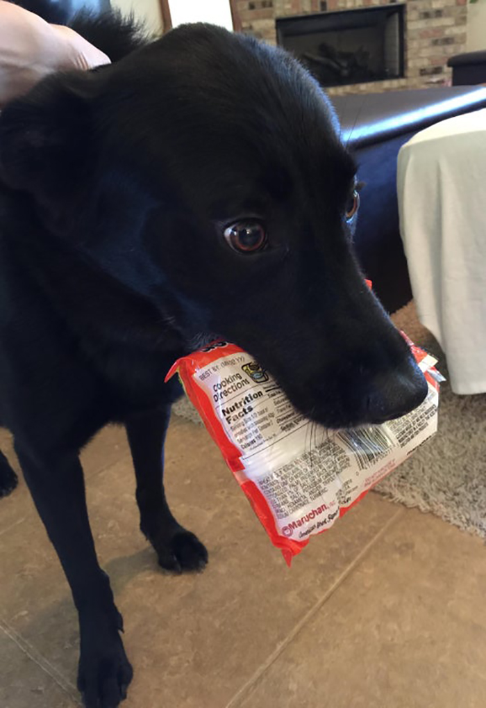 pet dog stealing food from pantry