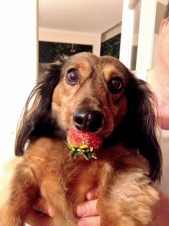 pet dog stealing food from picnic basket