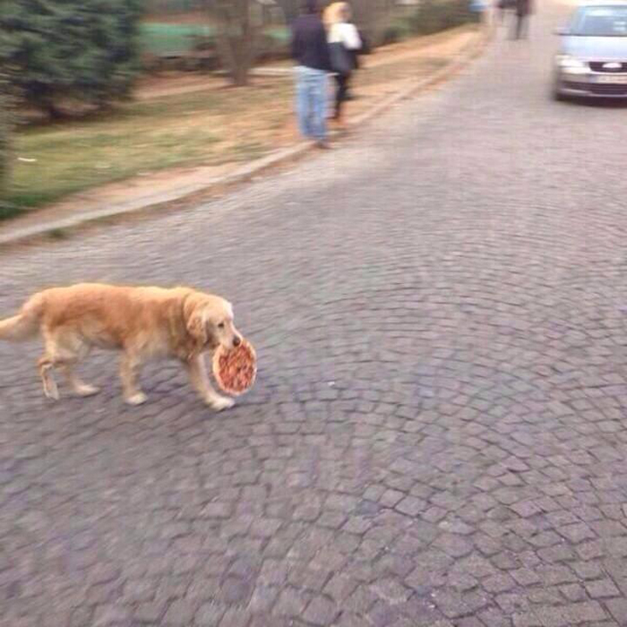 pet dog stealing food