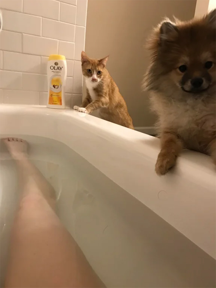 pets worried about human in the bath tub
