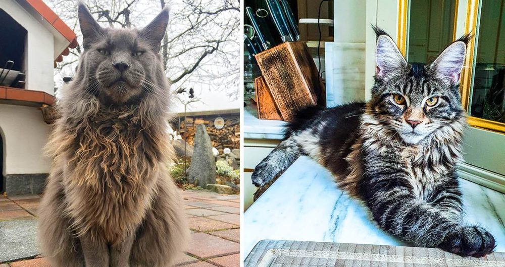 photos of Maine coon cats