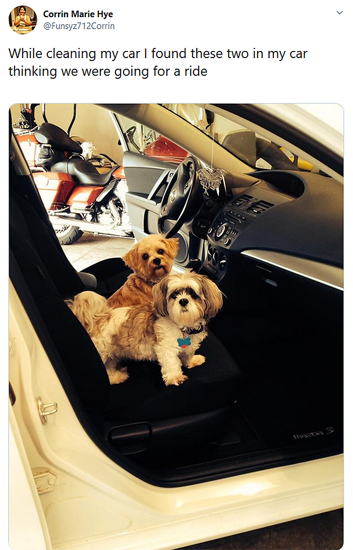 pooches think they are going for a ride