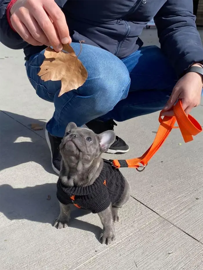 puppy loves playing with leaves