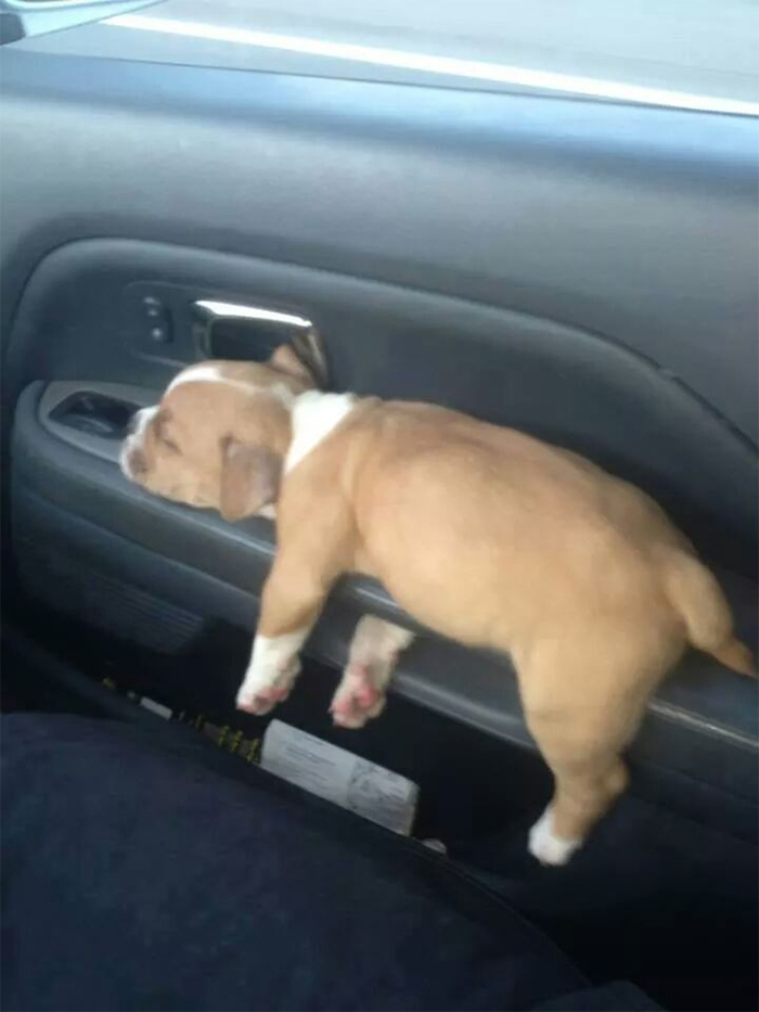 puppy napping on car handle