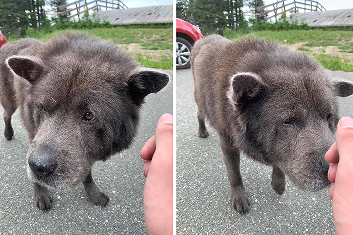 random dog looks like a bear