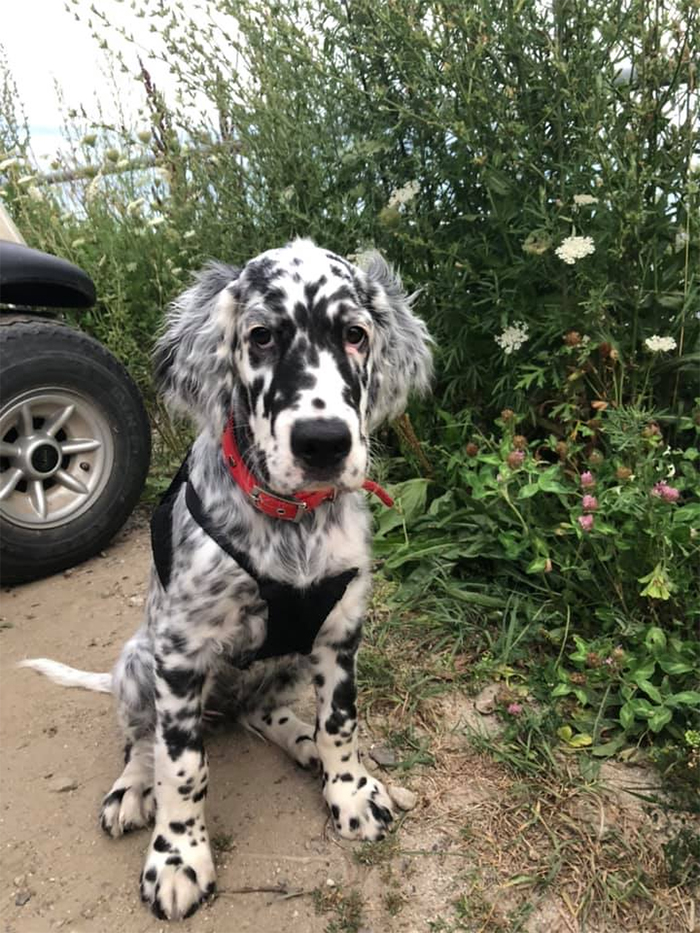 random dog with cow spots