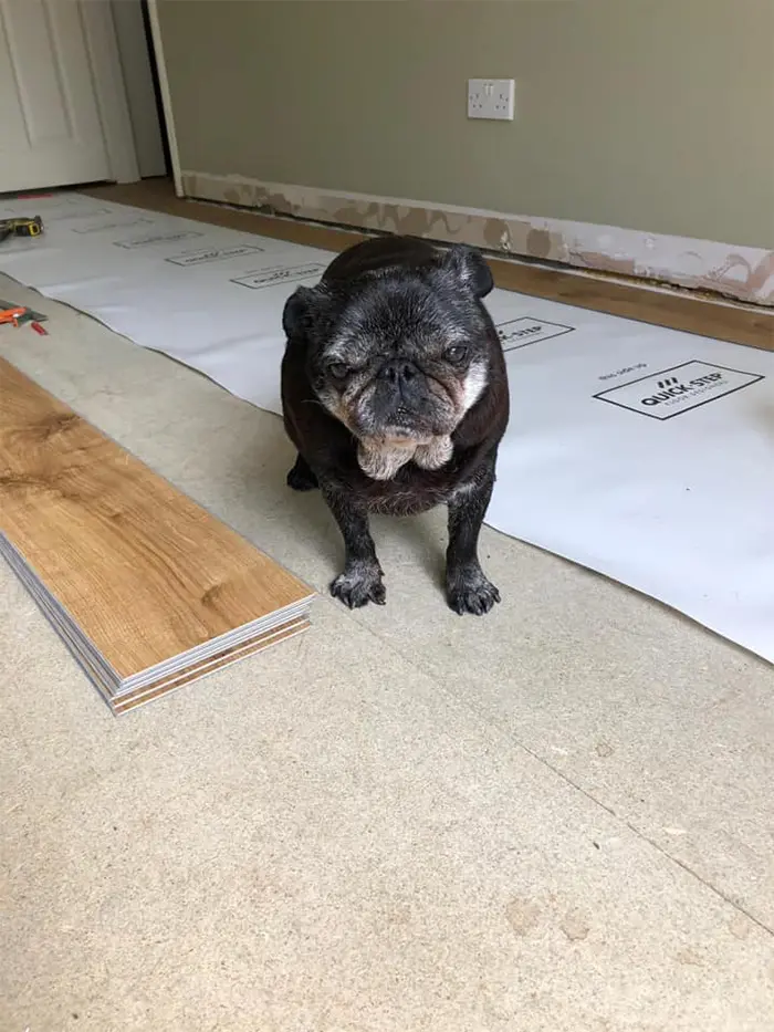 senior dog supervising work
