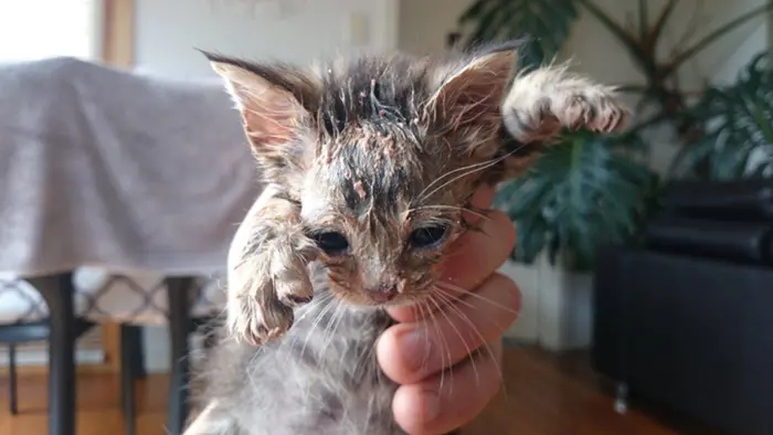 this messy cat used to put his whole head in his food