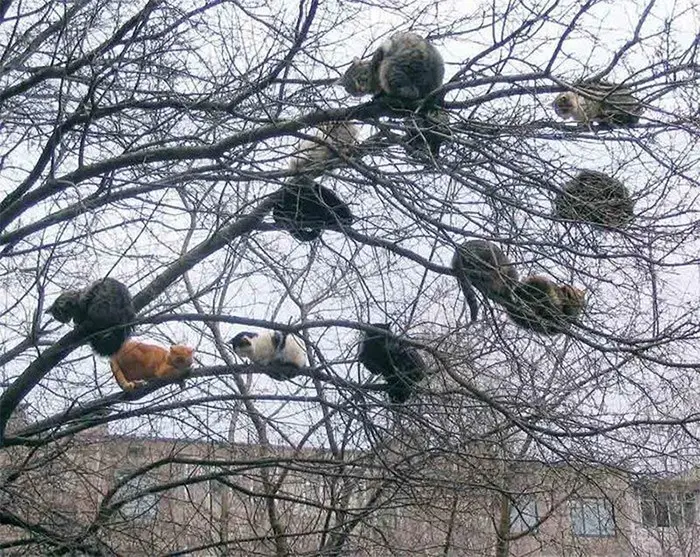 tree blossoming cats