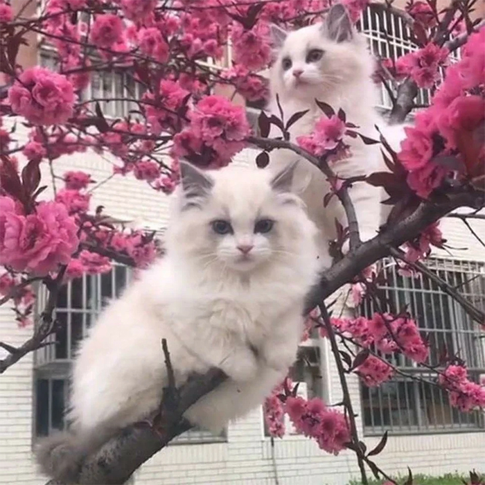 two cats sitting in a japanese plum tree