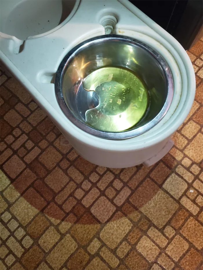 vengeful cats urinate on water bowl