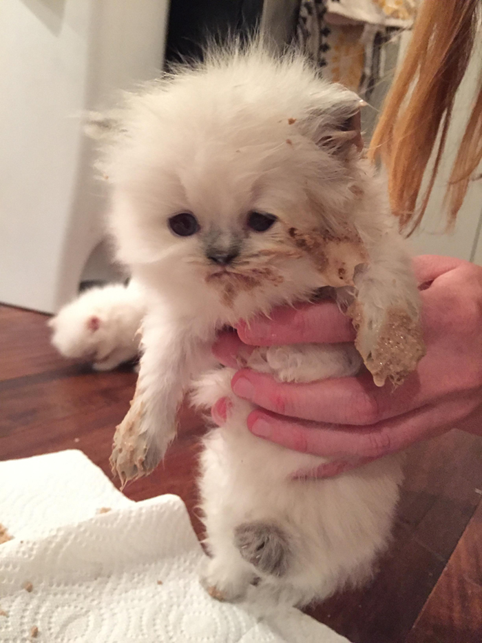 white kitten finishes dinner with dirty fur