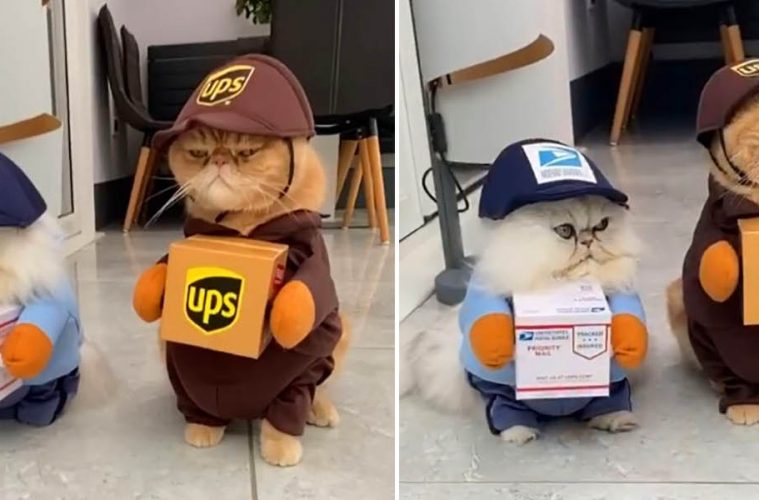 Cat Halloween costumes