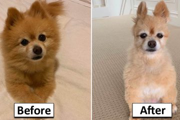 ford noise cancelling dog house cost