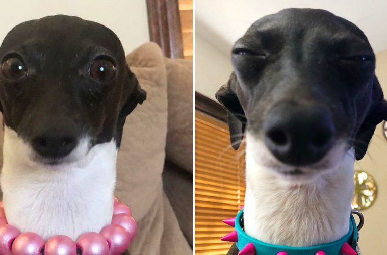 Funny dog expressions