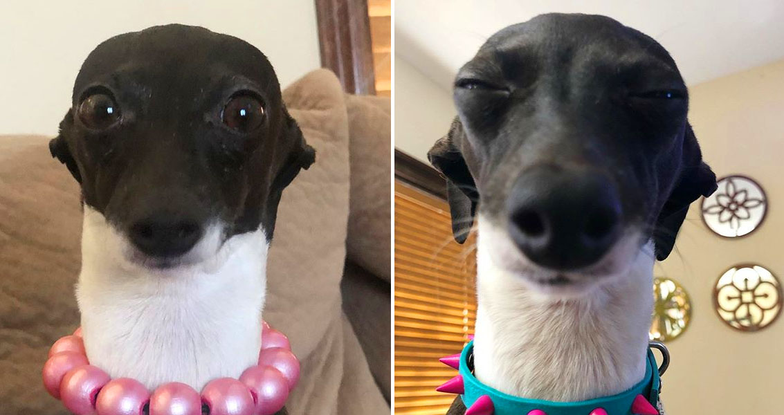 Funny dog expressions