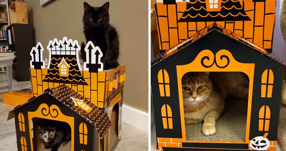Haunted Cat Houses