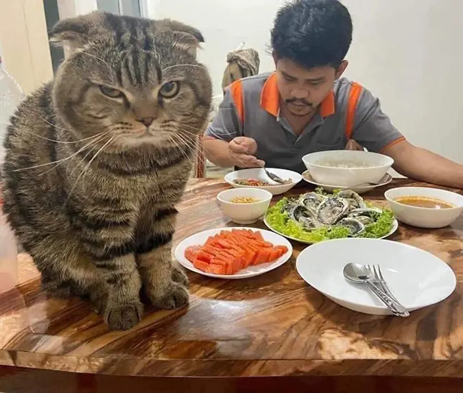 Jarvis gives Nasrin a warning look before she joins her husband for a meal