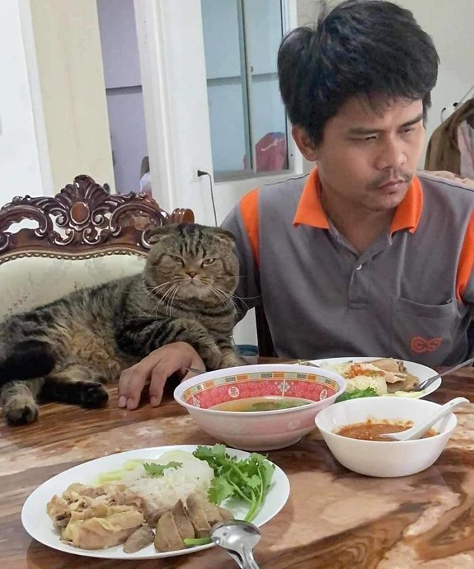 Jarvis the cat lays a paw on his fur-dad at the dining table