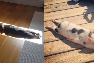 Pets sunbathing