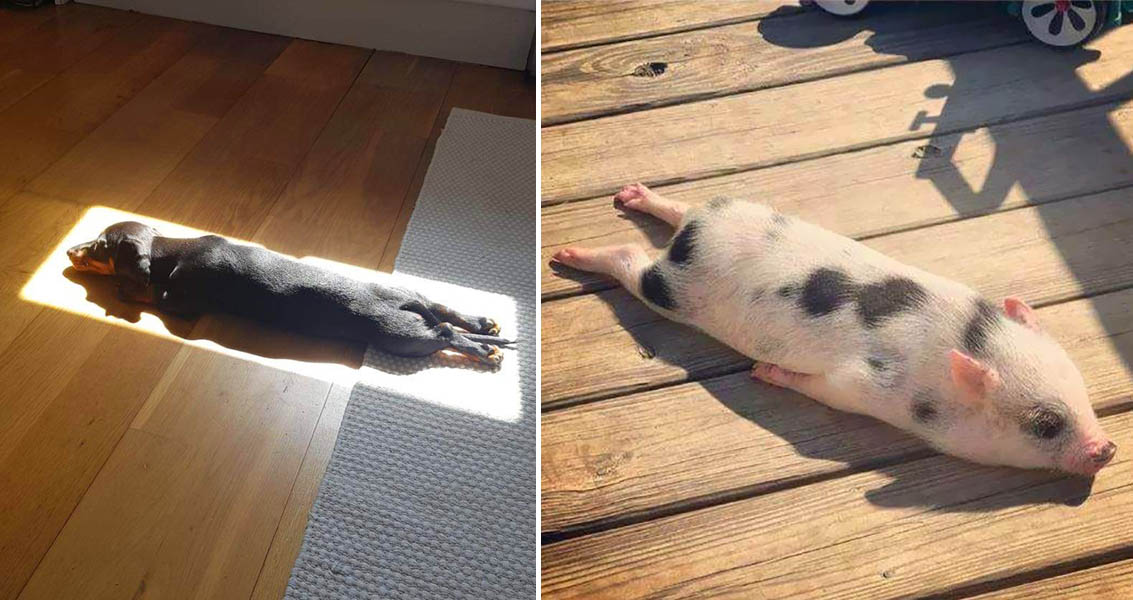 Pets sunbathing