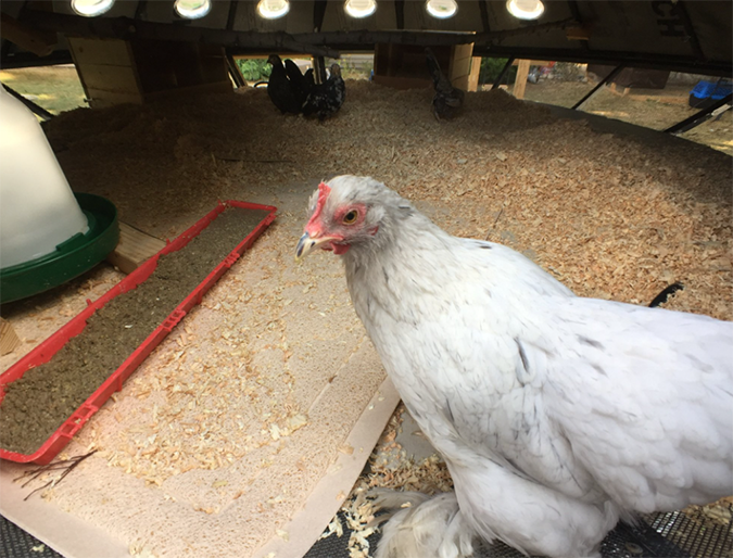 a white hen explores the interior of the UFO chicken coop