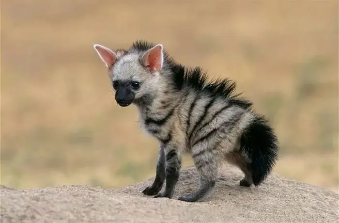 aardwolves as shy and nocturnal creatures