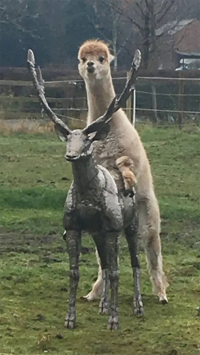 alpaca humping a stag statue