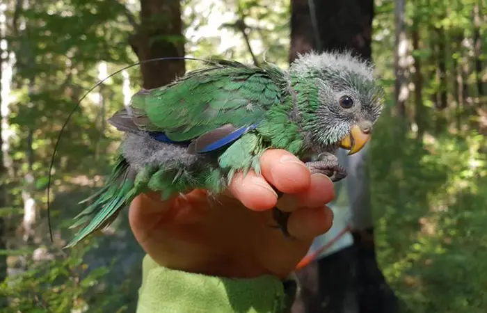 animal facts 150 kakariki karaka chicks hatching in 2019