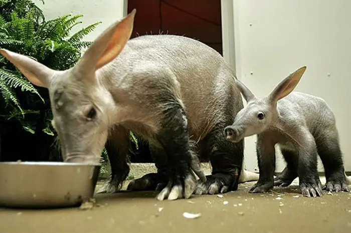 animal facts aardvark preventing wildfire deaths