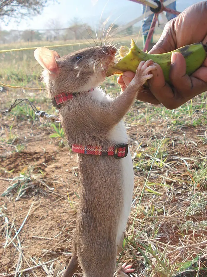 animal facts african giant pouched rats being trained