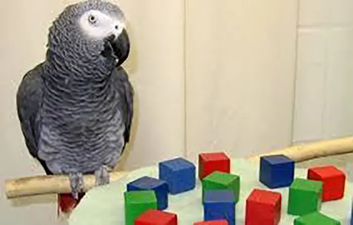 animal facts alex the african grey parrot existential question