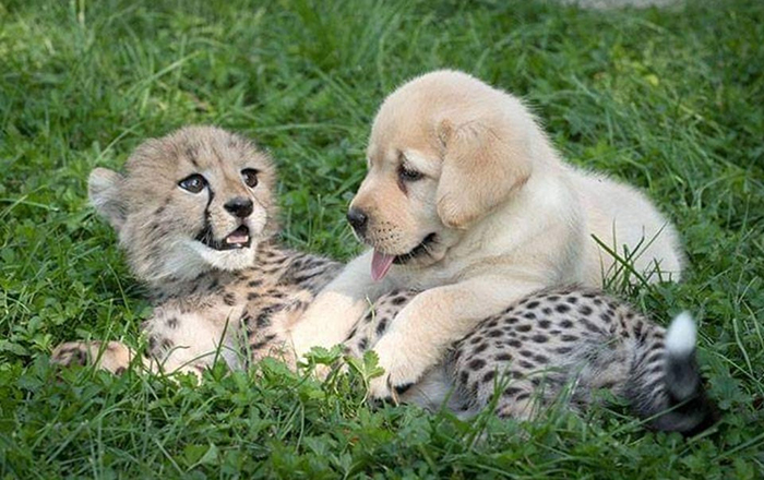 animal facts baby cheetah with support dog