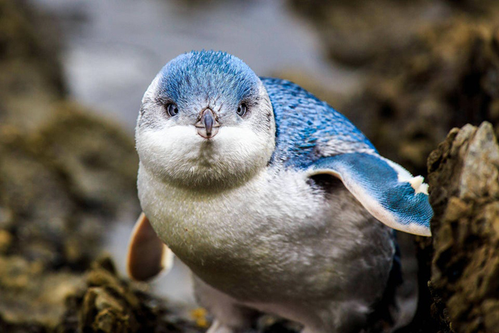 animal facts blue penguins smallest type of penguin