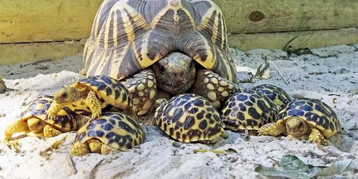 animal facts burmese star tortoise come back after extinction