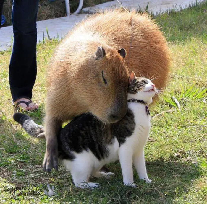 animal facts capybaras as social animals